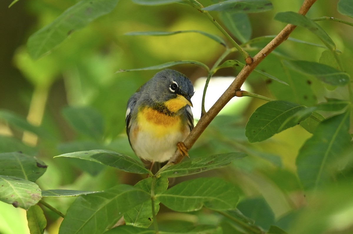 Northern Parula - ML632779624