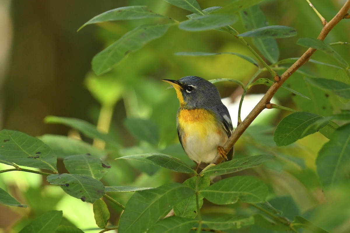 Northern Parula - ML632779628