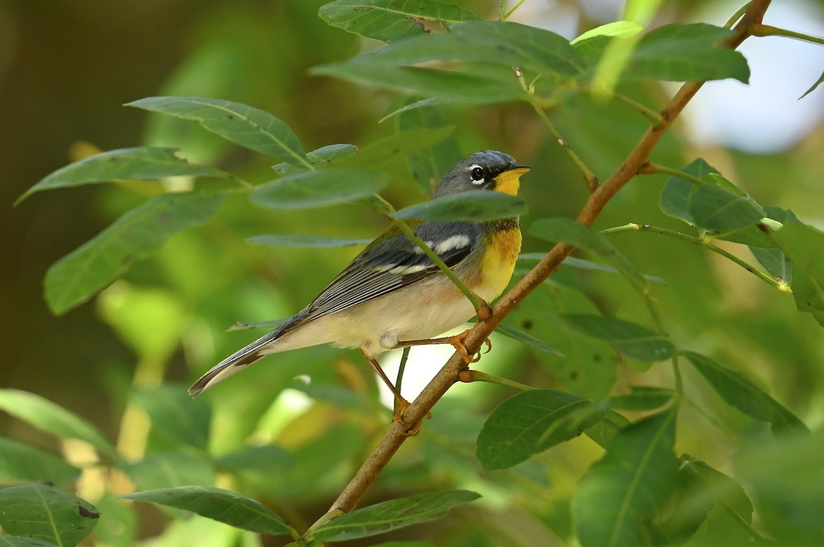 Northern Parula - ML632779629