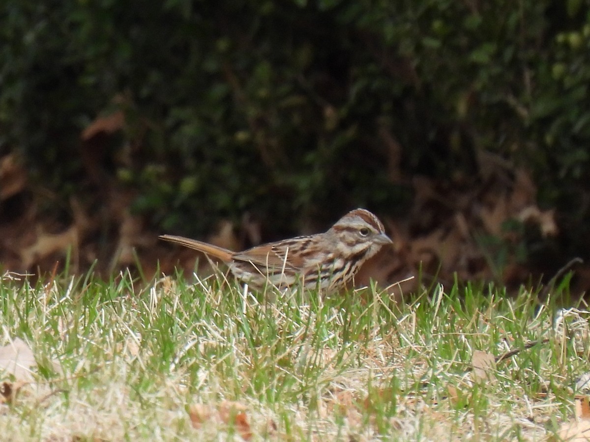 Song Sparrow - ML632779749