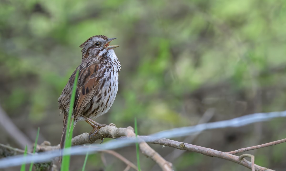 Song Sparrow - ML632779802