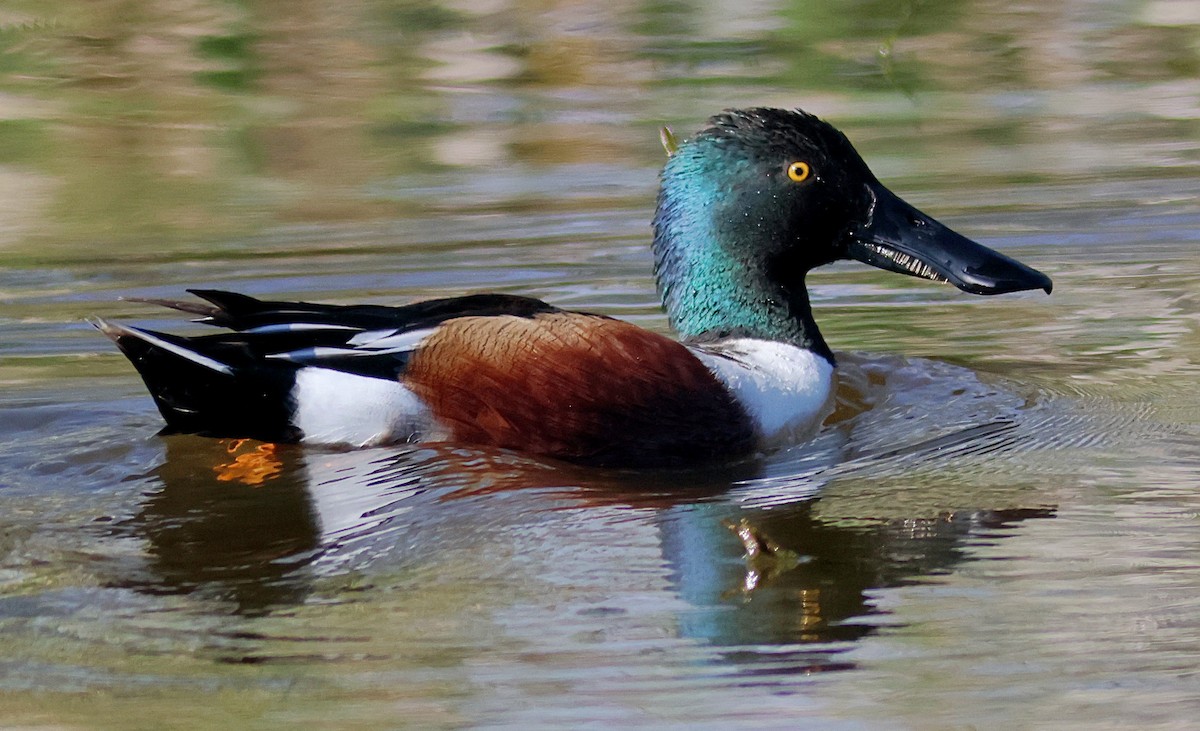 Northern Shoveler - ML632779806