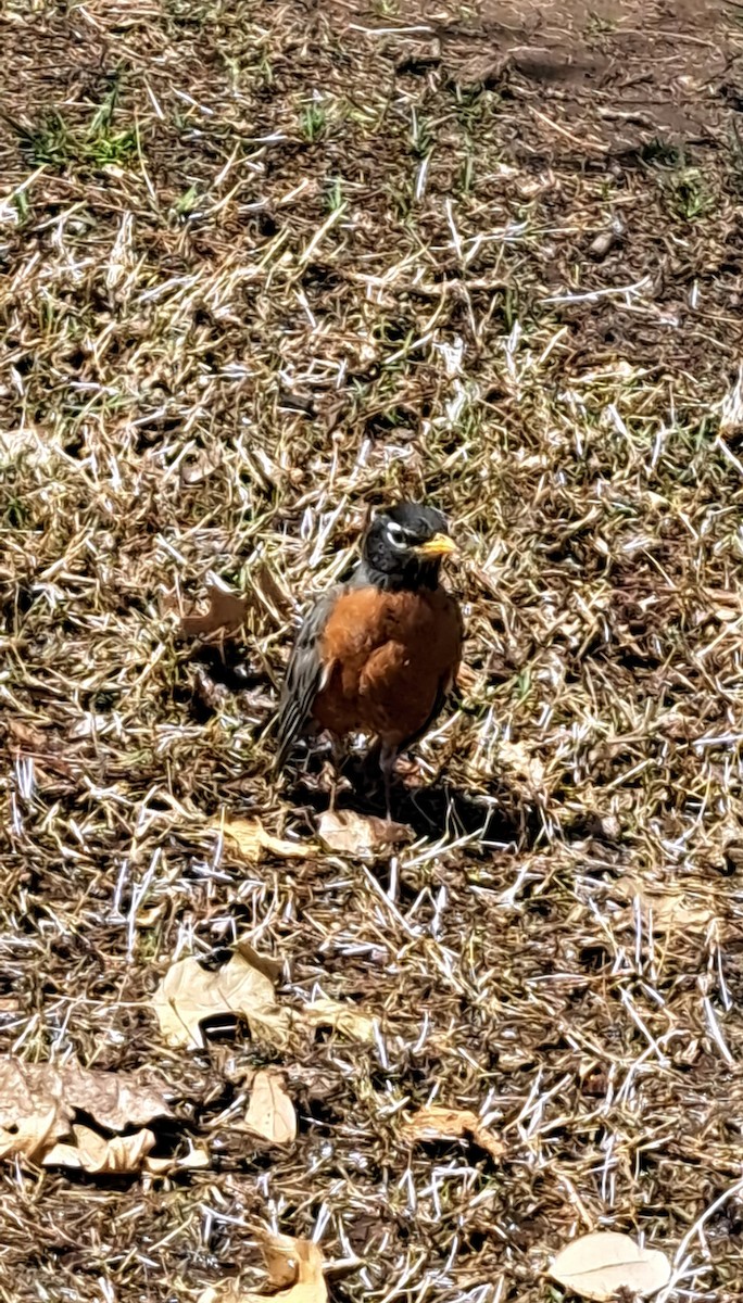 American Robin - ML632780082