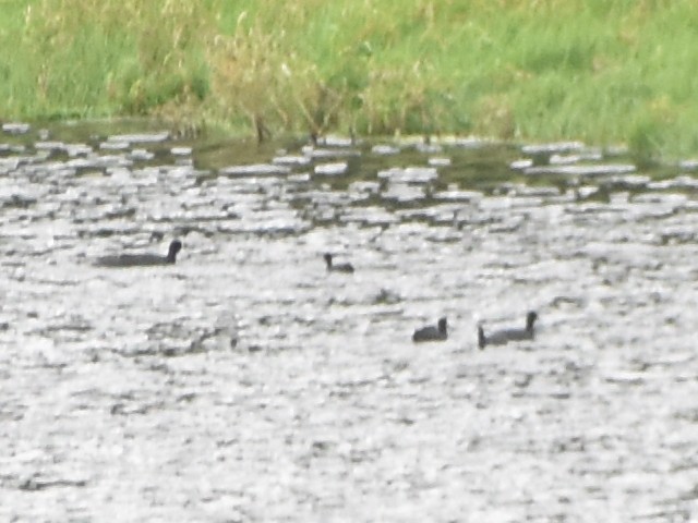 Eurasian Coot - ML632780116