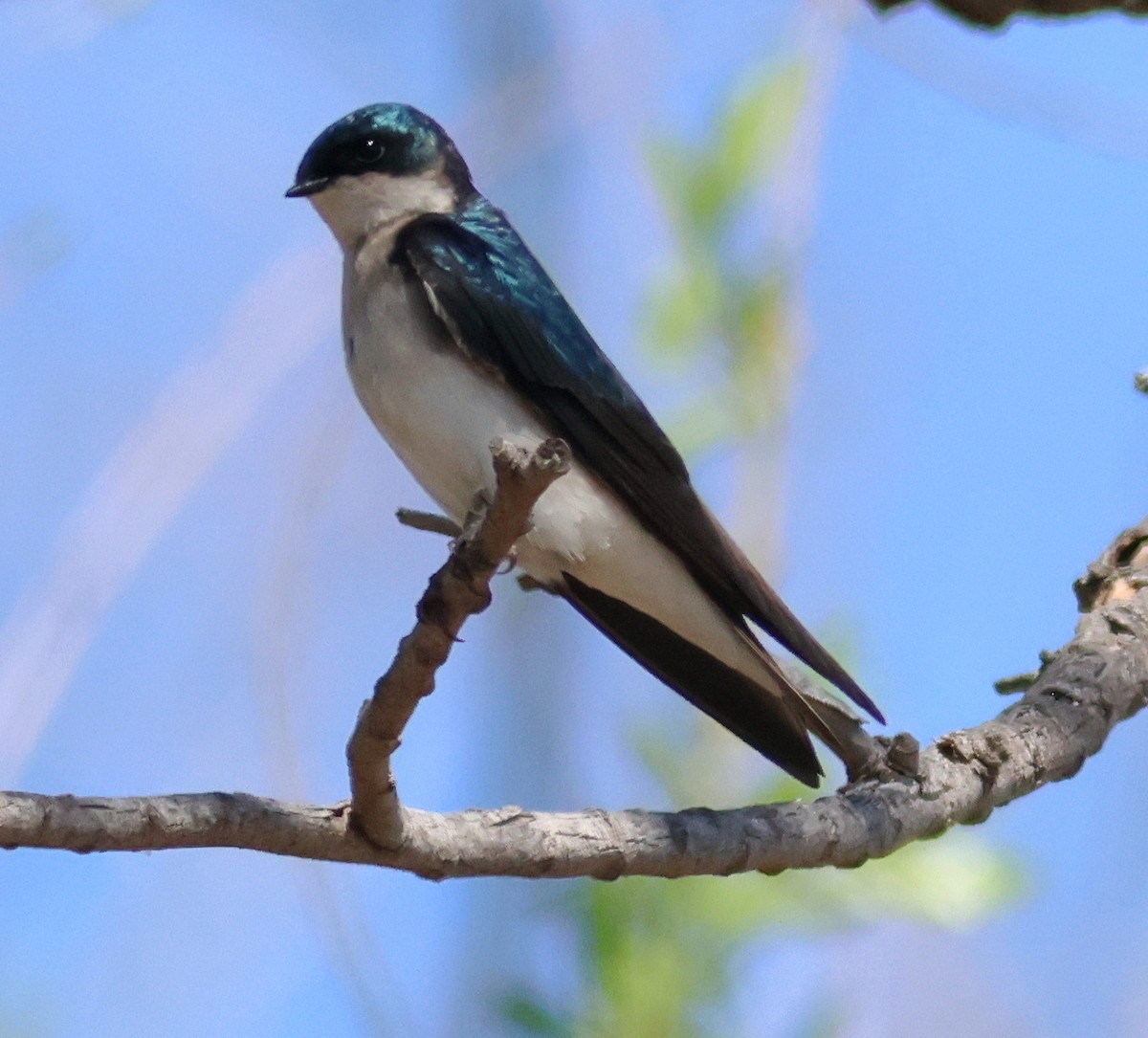 Tree Swallow - ML632780227