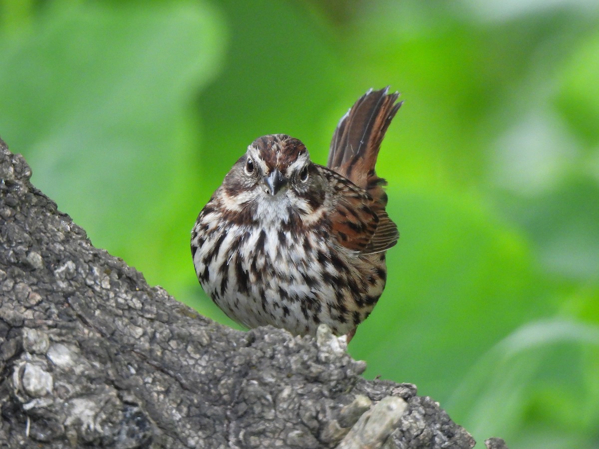 Song Sparrow - ML632780228