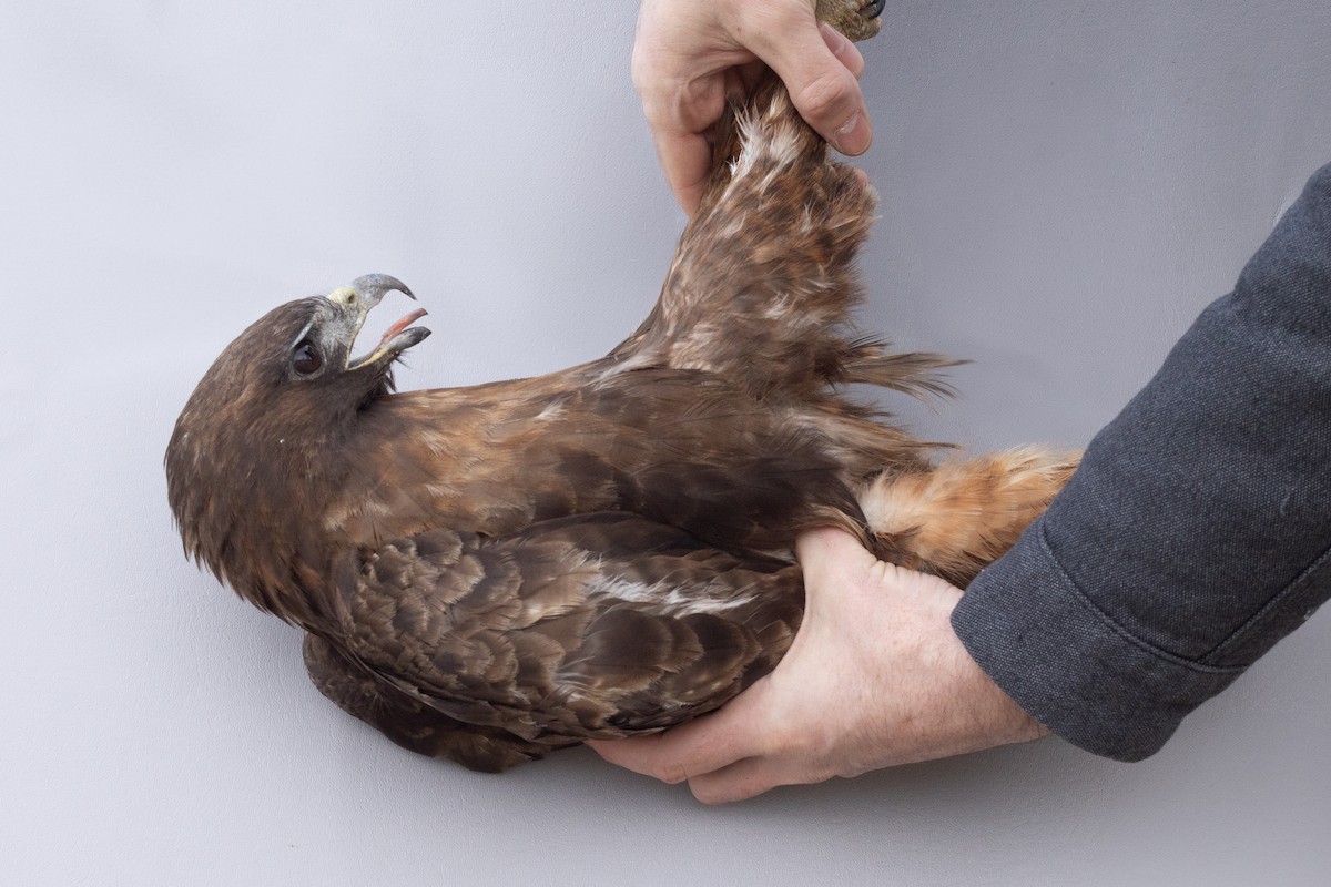 Red-tailed Hawk (calurus/abieticola) - ML632780254
