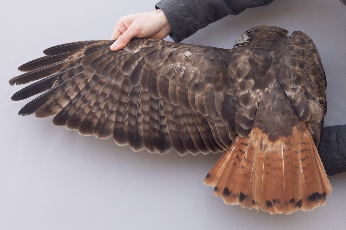 Red-tailed Hawk (calurus/abieticola) - ML632780255
