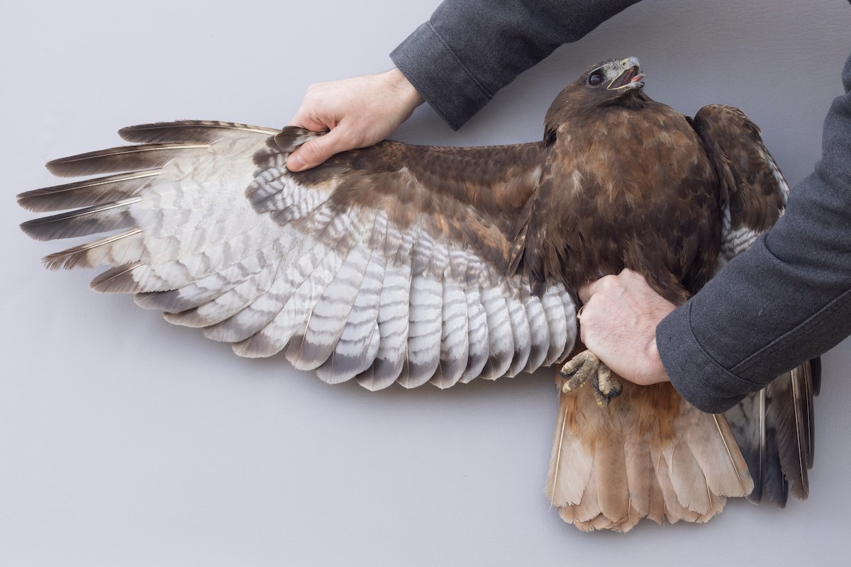 Red-tailed Hawk (calurus/abieticola) - ML632780258