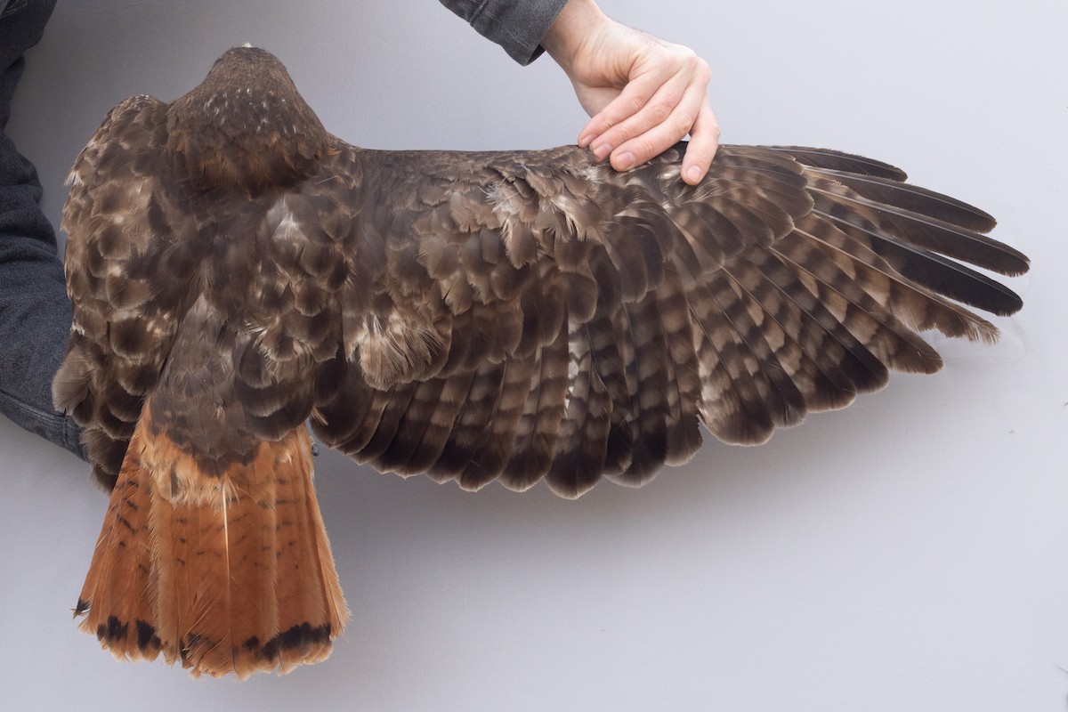 Red-tailed Hawk (calurus/abieticola) - ML632780259