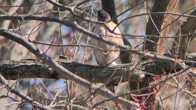 Cooper's Hawk - ML632780363