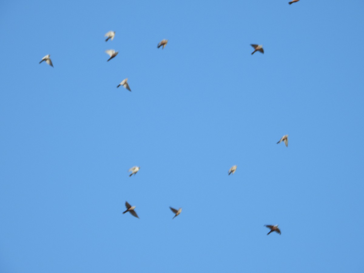White-browed Woodswallow - ML632780373