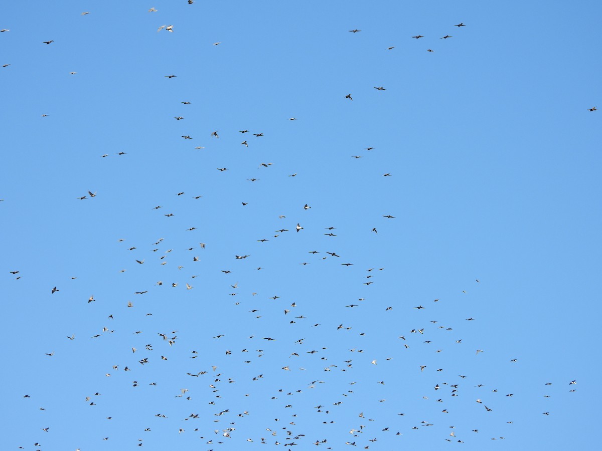 White-browed Woodswallow - ML632780374