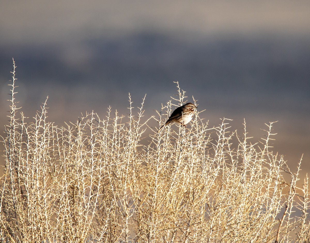 Song Sparrow - ML632780406