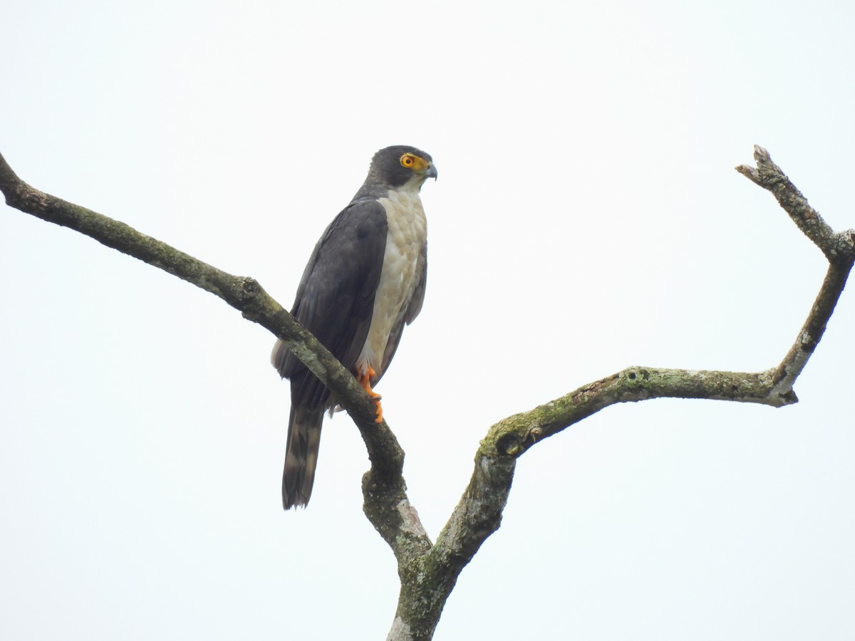 Gray-bellied Hawk - ML632780504