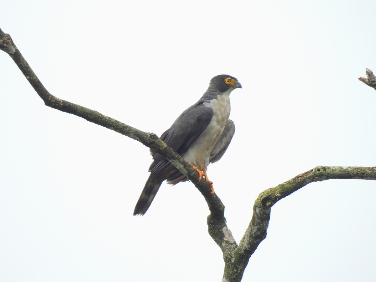 Gray-bellied Hawk - ML632780505