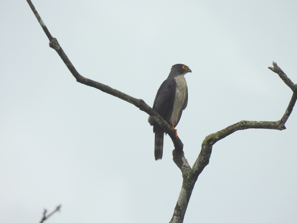 Gray-bellied Hawk - ML632780506