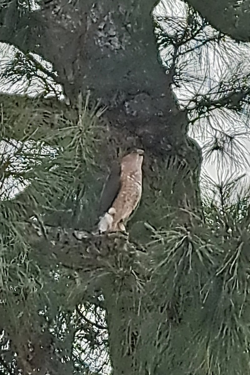Cooper's Hawk - ML632780515