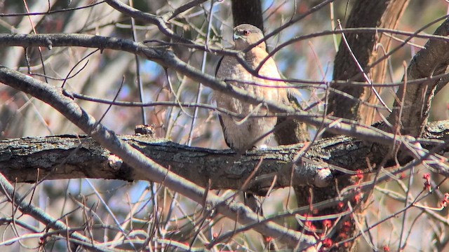 Cooper's Hawk - ML632780535