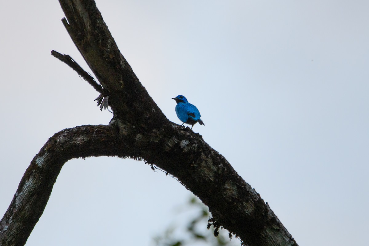 Turquoise Cotinga - ML632780843