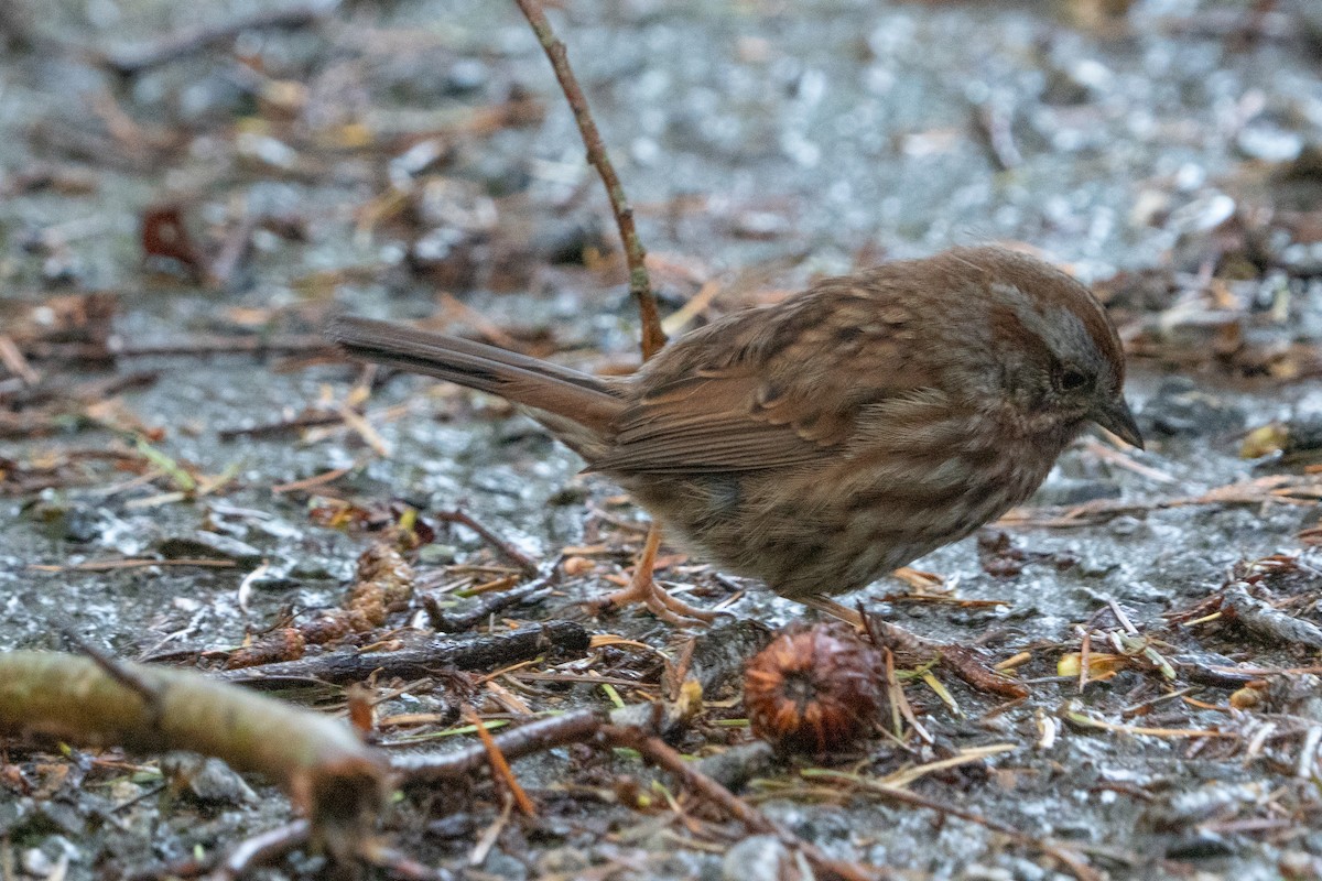 Song Sparrow - ML632780845