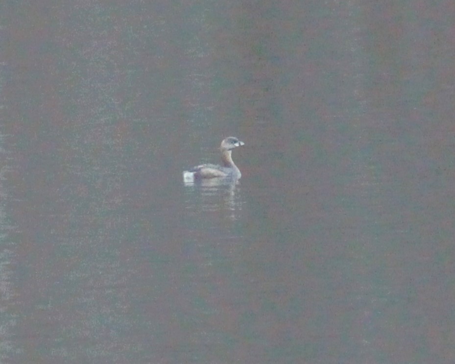 Pied-billed Grebe - ML632781138