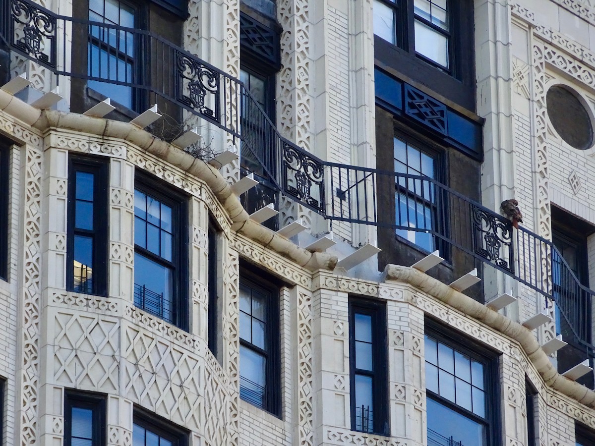 Red-tailed Hawk - ML632781336