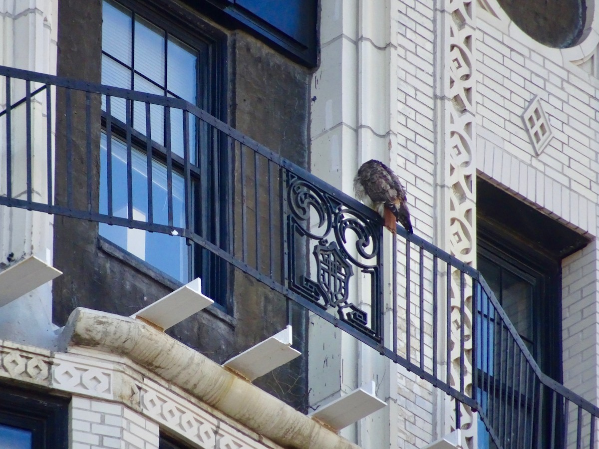 Red-tailed Hawk - ML632781351