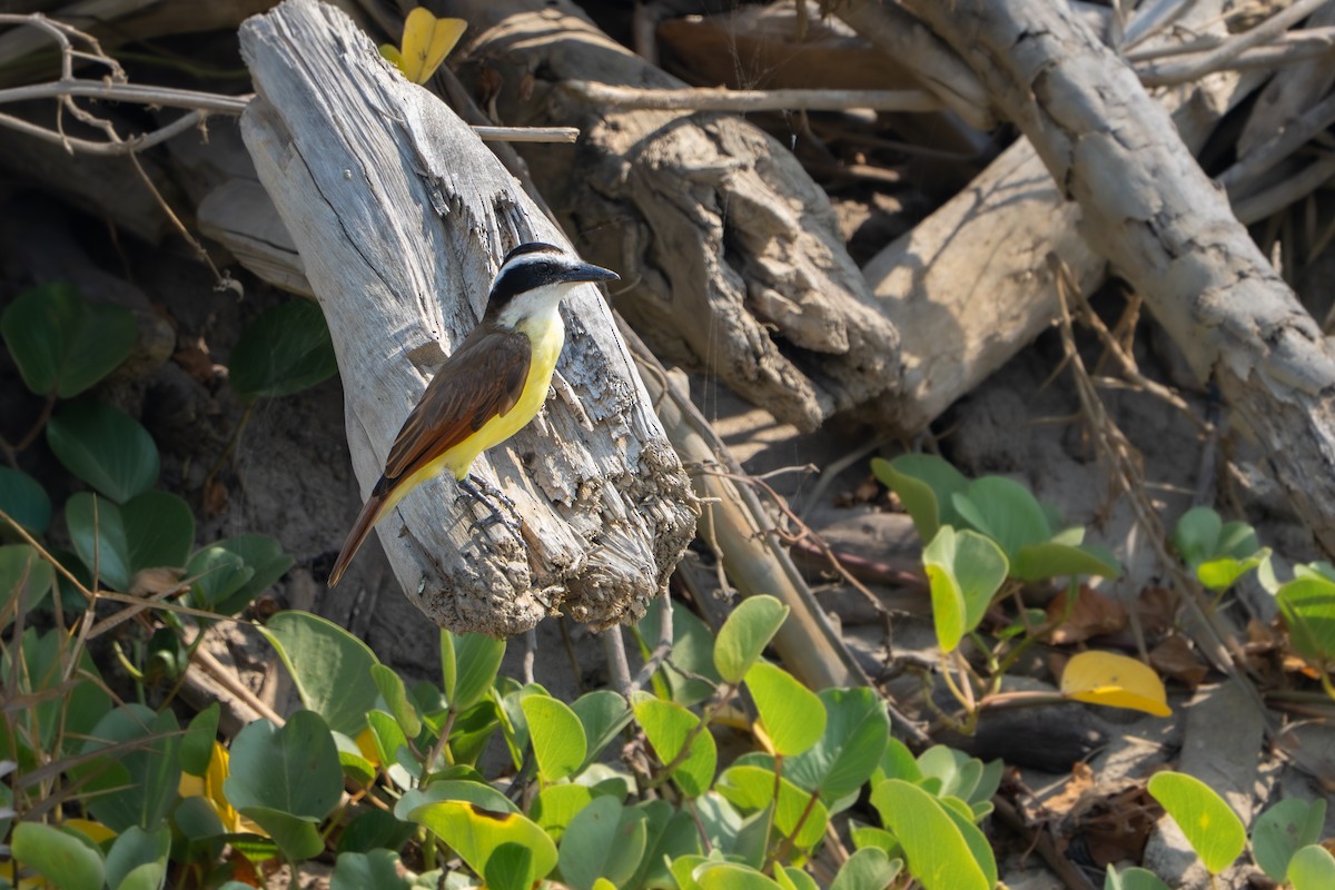 Great Kiskadee - ML632781352