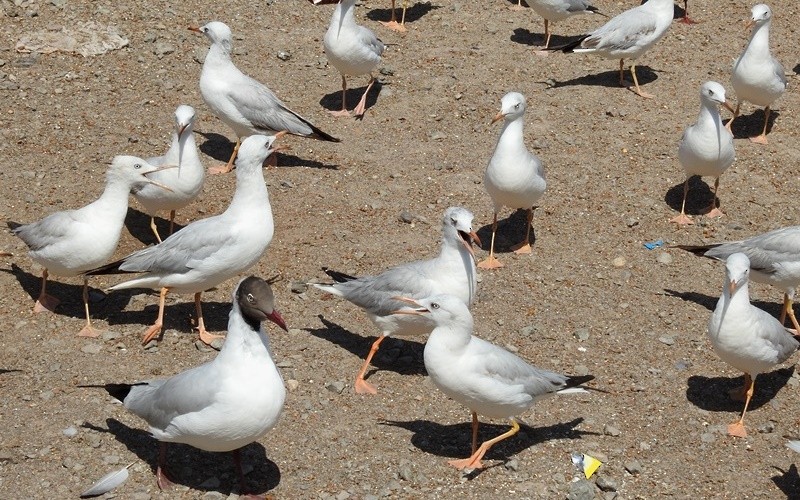 Морской голубок - ML632781372