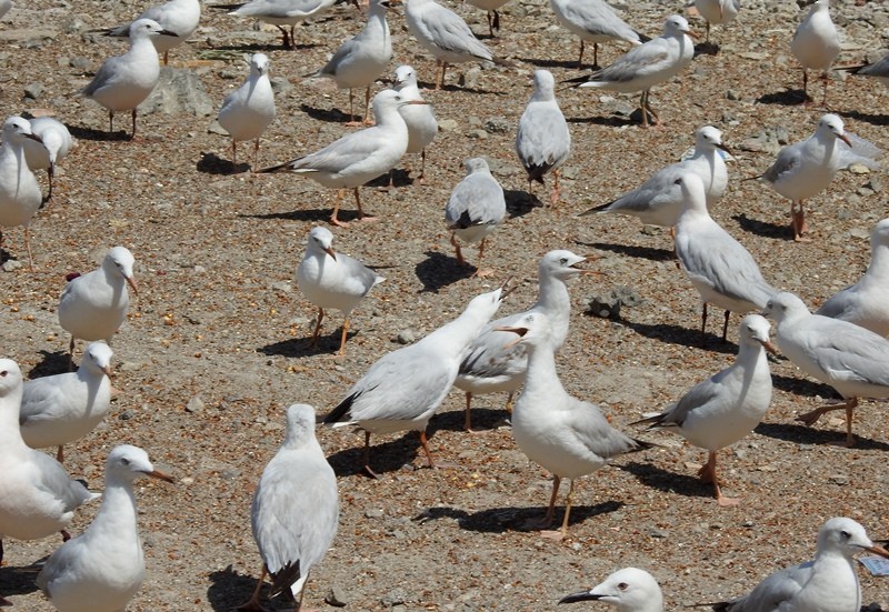 Морской голубок - ML632781380