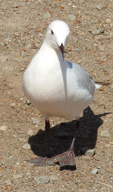 Морской голубок - ML632781392