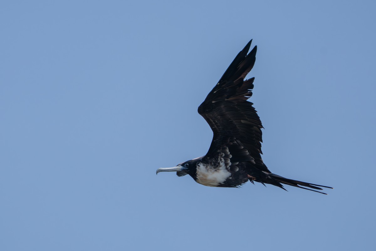 Magnificent Frigatebird - ML632781399