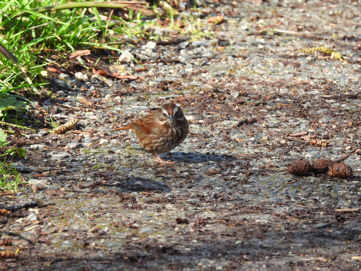Song Sparrow - ML632781670