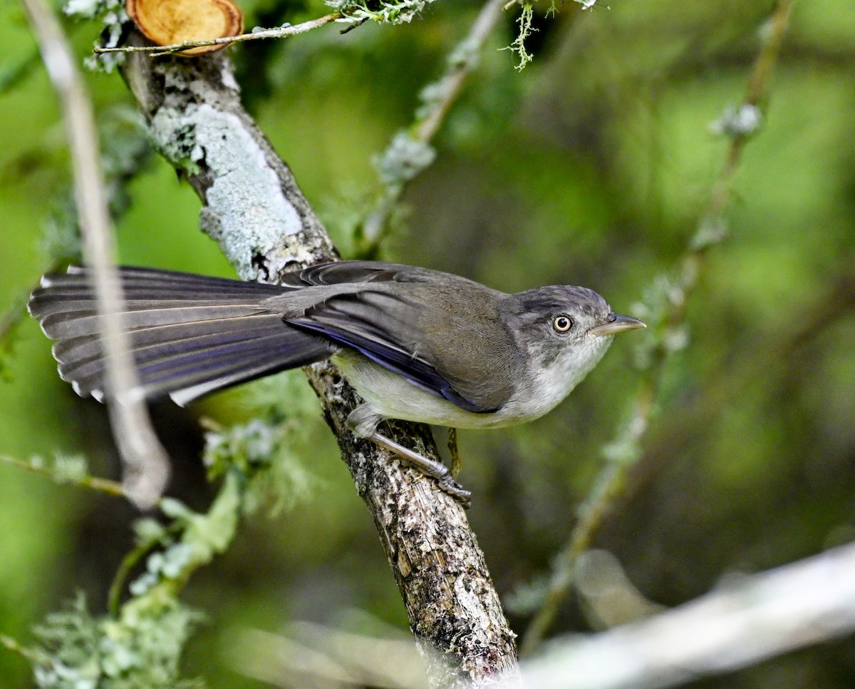 Blue-winged Minla - ML632781760