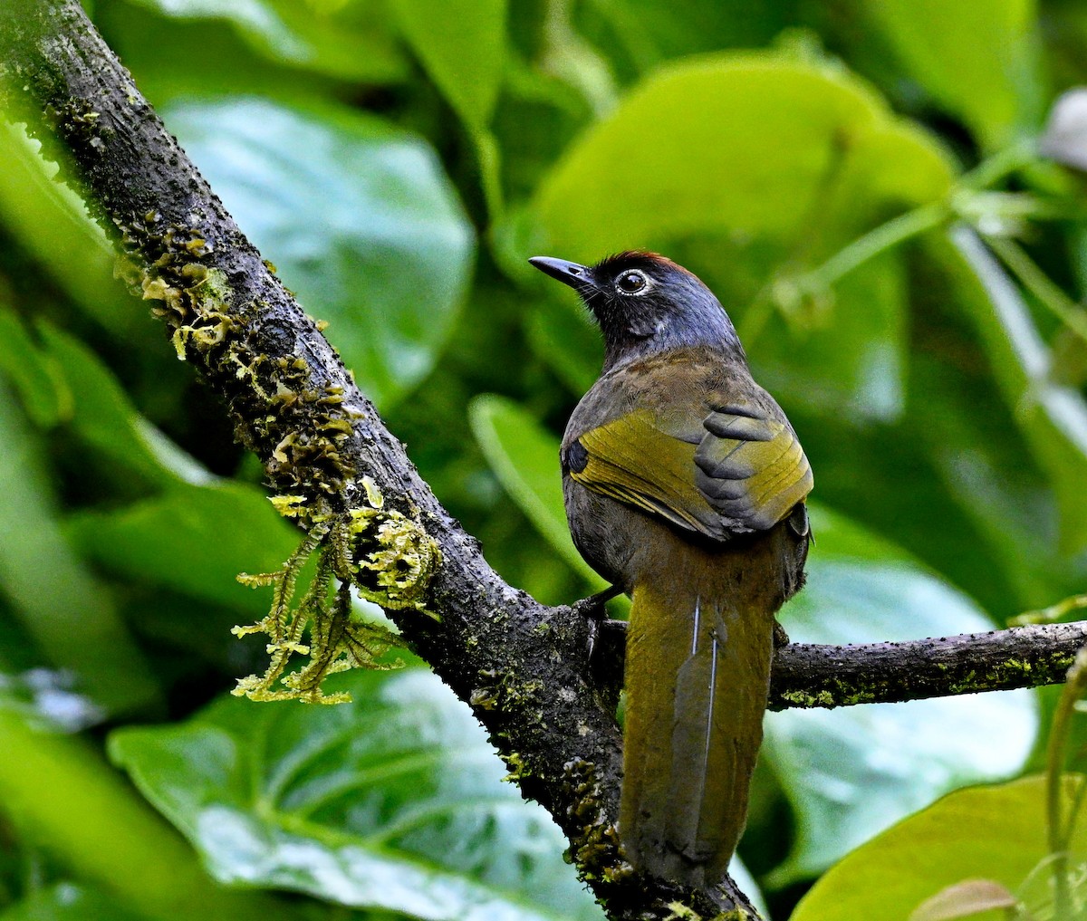 Malayan Laughingthrush - ML632781761