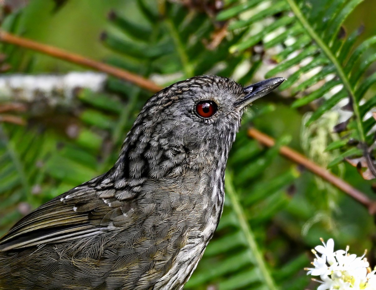 Streaked Wren-Babbler - ML632781770