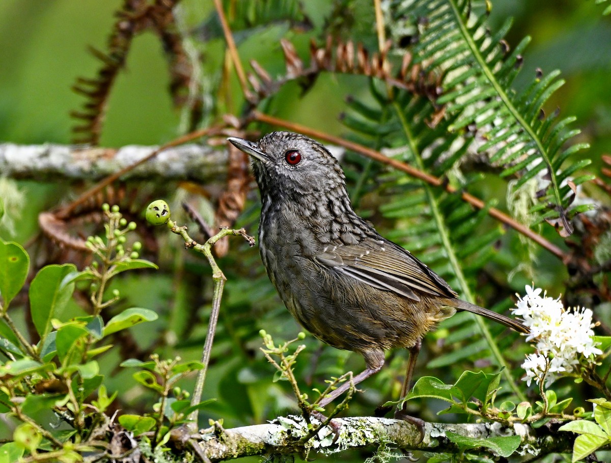 Streaked Wren-Babbler - ML632781771