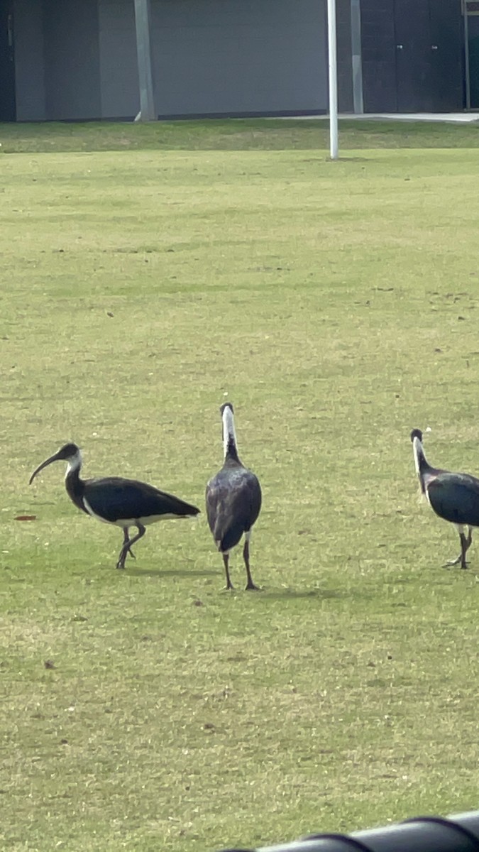 ibis slámokrký - ML632781866