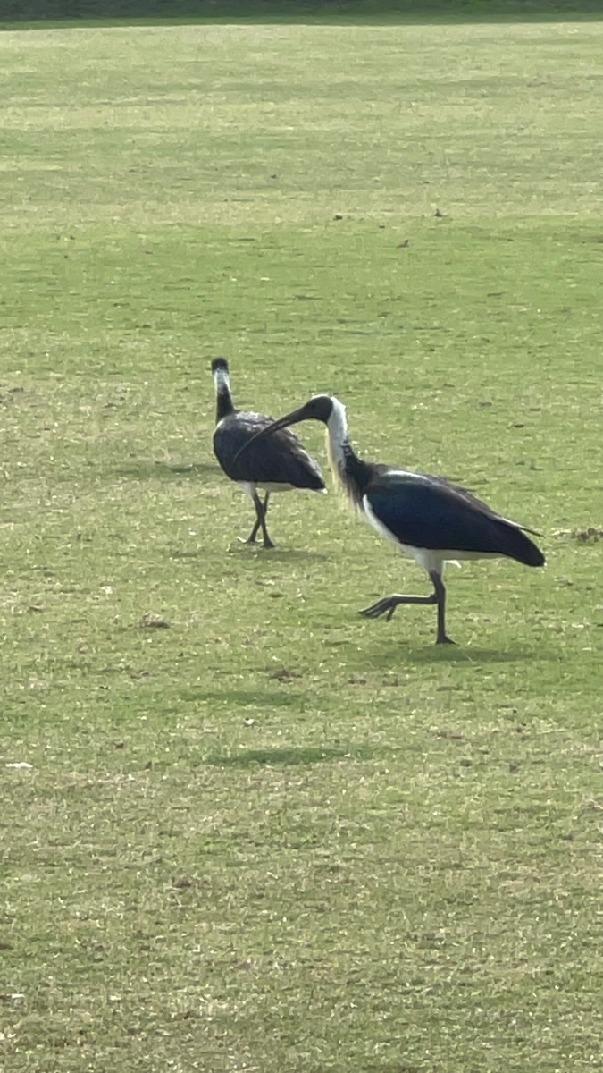 ibis slámokrký - ML632781867