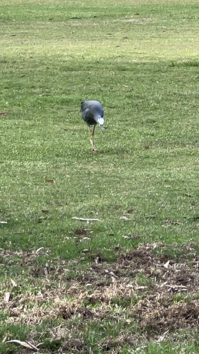 volavka bělolící - ML632781910