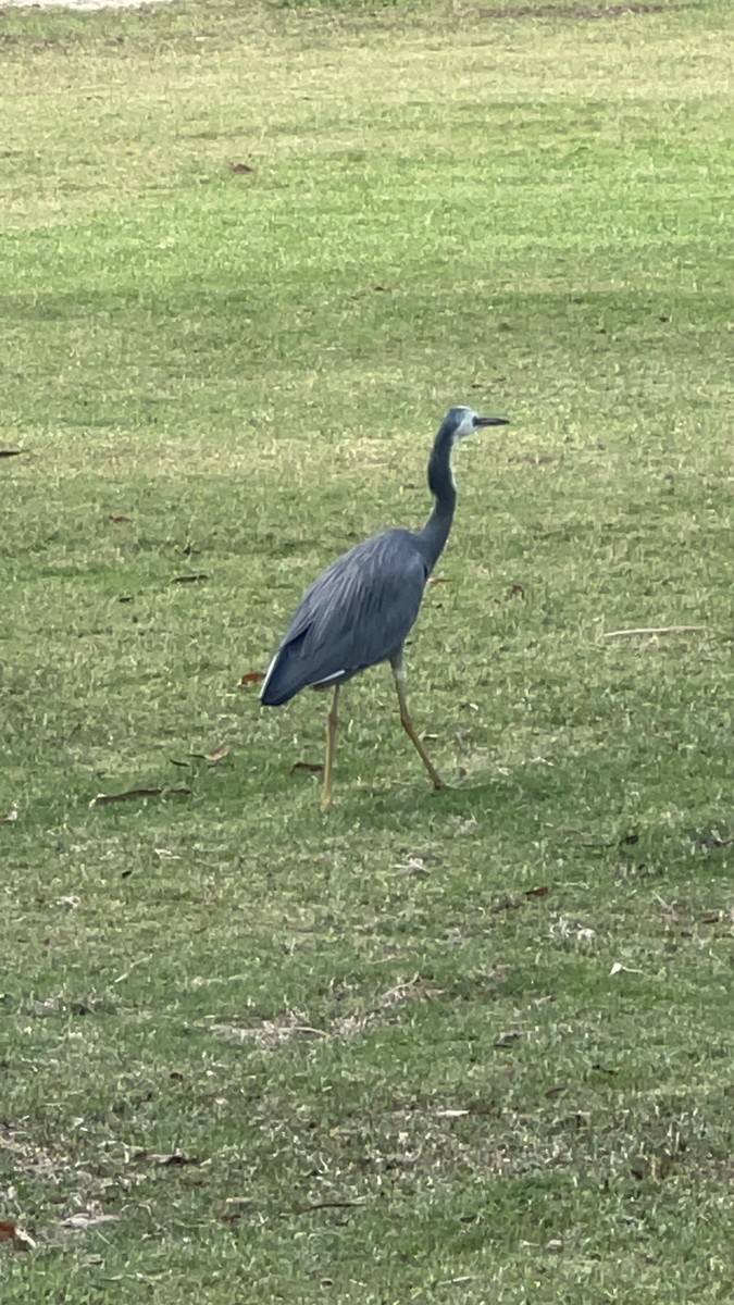 volavka bělolící - ML632781911