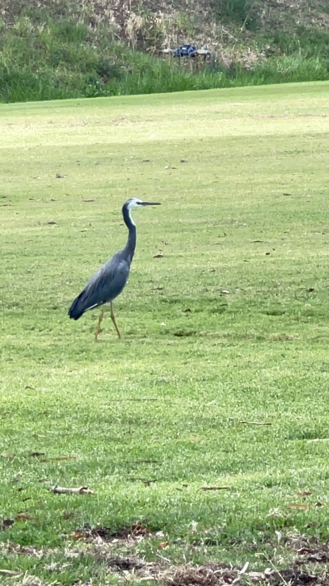 volavka bělolící - ML632781912