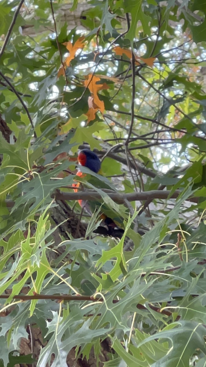 lori duhový - ML632781932