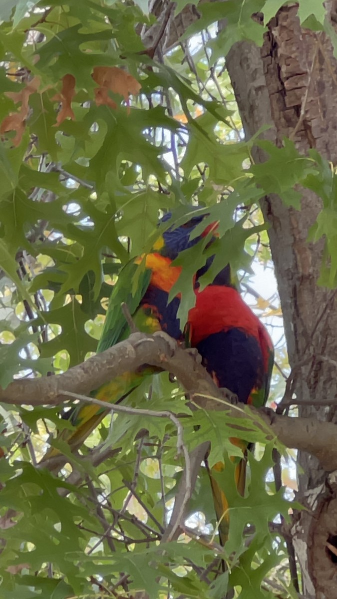 lori duhový - ML632781933