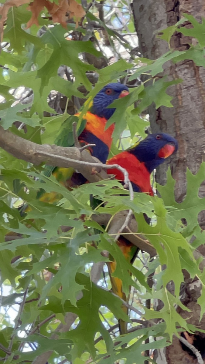 lori duhový - ML632781934