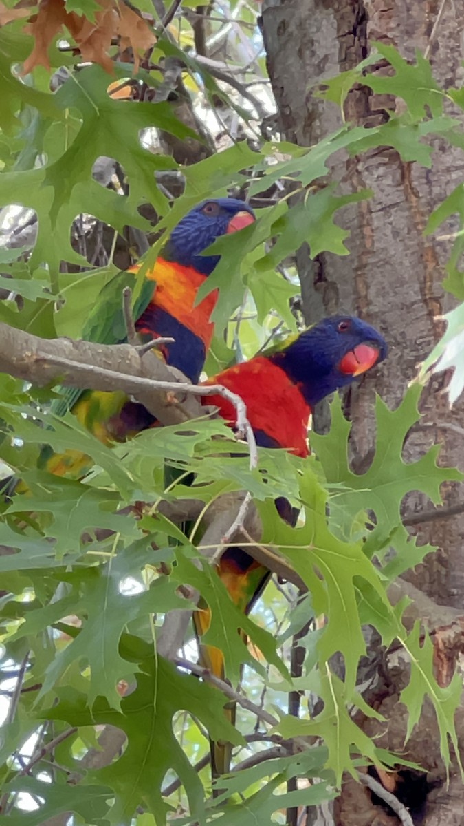 lori duhový - ML632781935