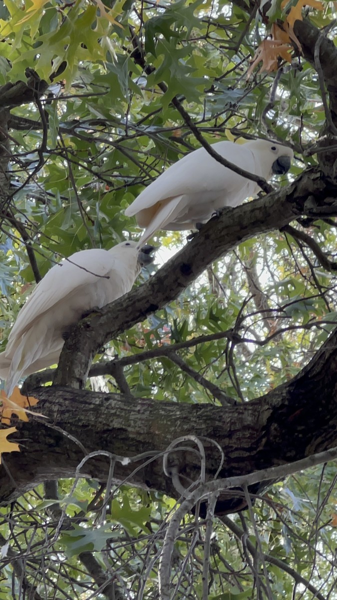 kakadu žlutočečelatý - ML632781948