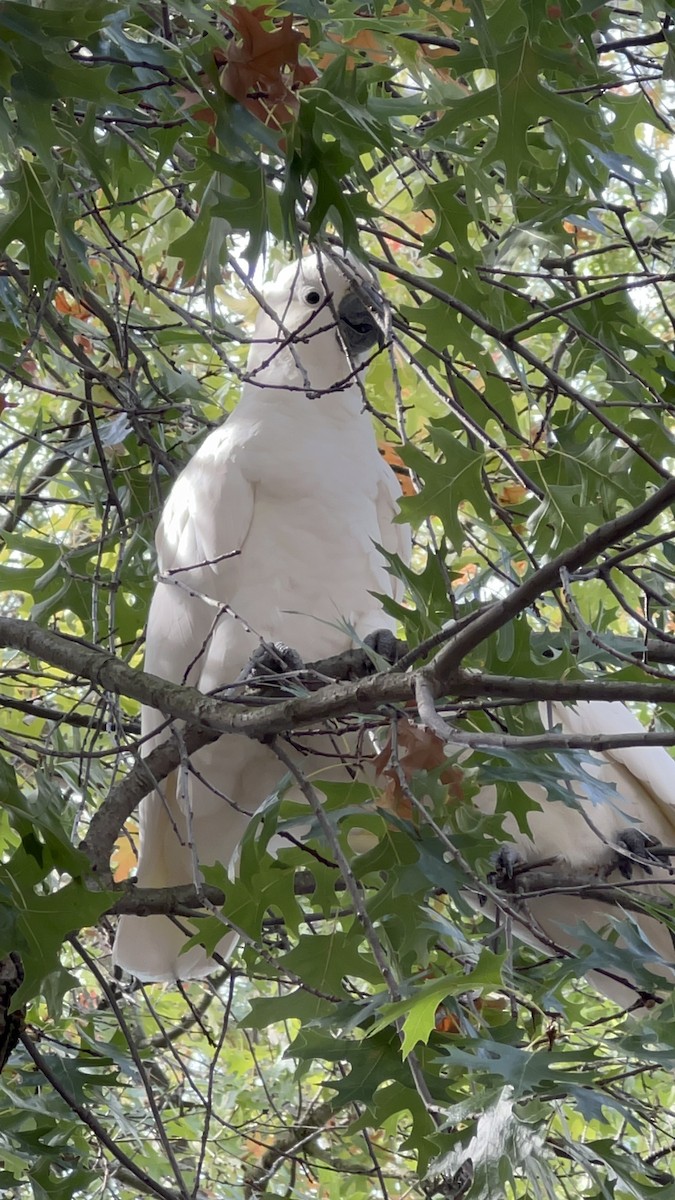 kakadu žlutočečelatý - ML632781949