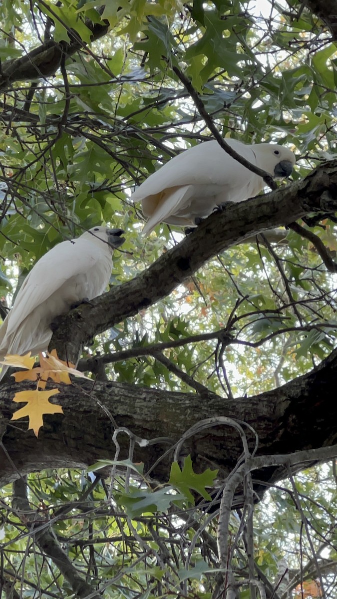 kakadu žlutočečelatý - ML632781950